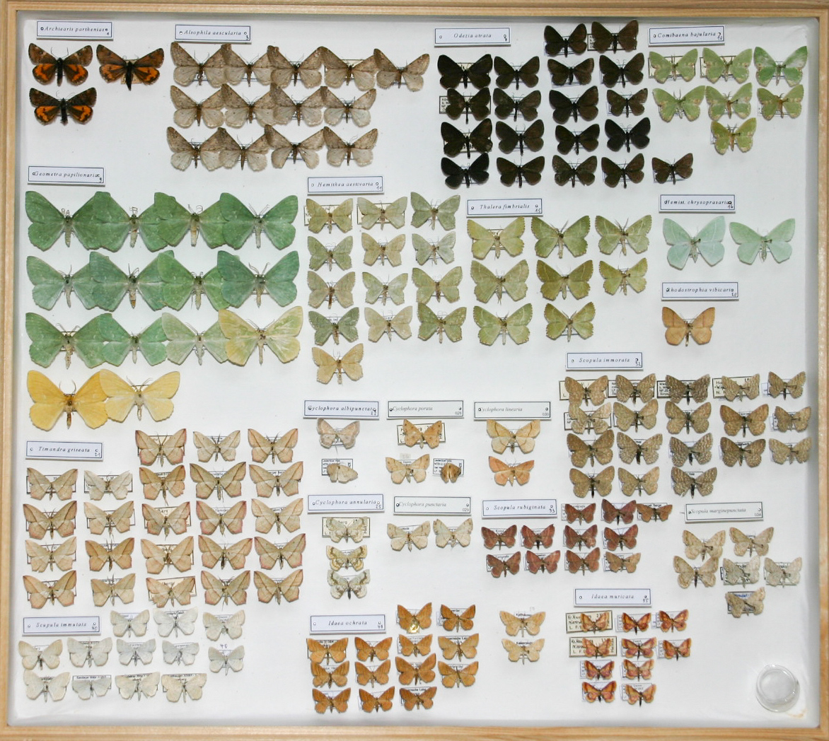 Schmetterlingssammlung Bernd Heinze, Havelberg